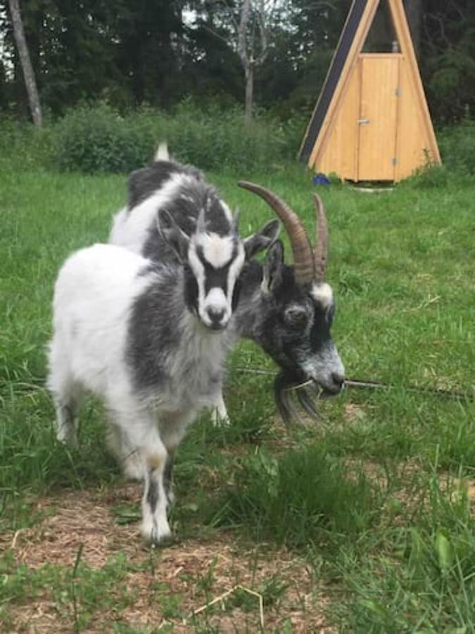 Niiralan Tila : Starlite Cabin Laitila Eksteriør bilde